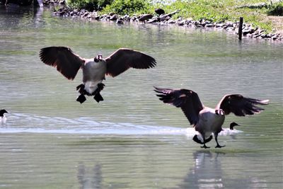 View of birds flying over lake