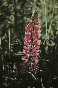 Close-up of pink flowering plant