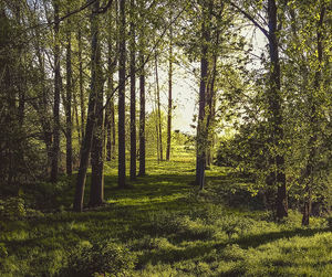 Trees in forest