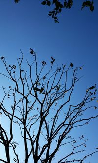 Low angle view of birds flying against clear blue sky