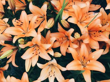 High angle view of orange flowering plants