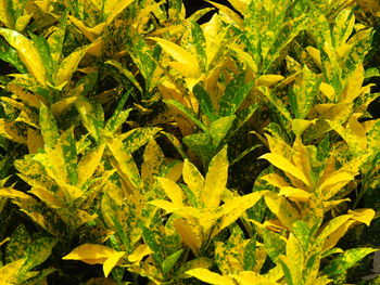 Full frame shot of yellow plants