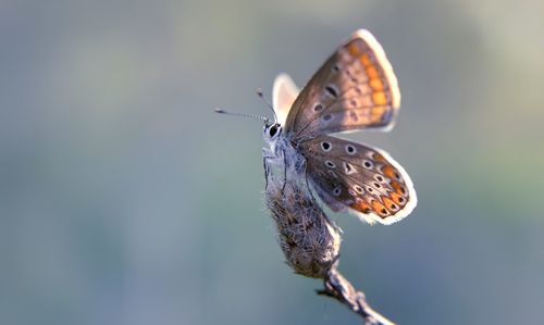 Close-up of butterfly perching on plant