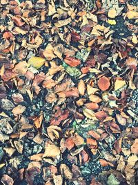 High angle view of fallen leaves on field