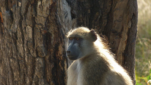 Close-up of monkey against tree trunk