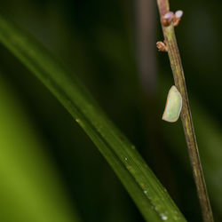 Close-up of wet plant