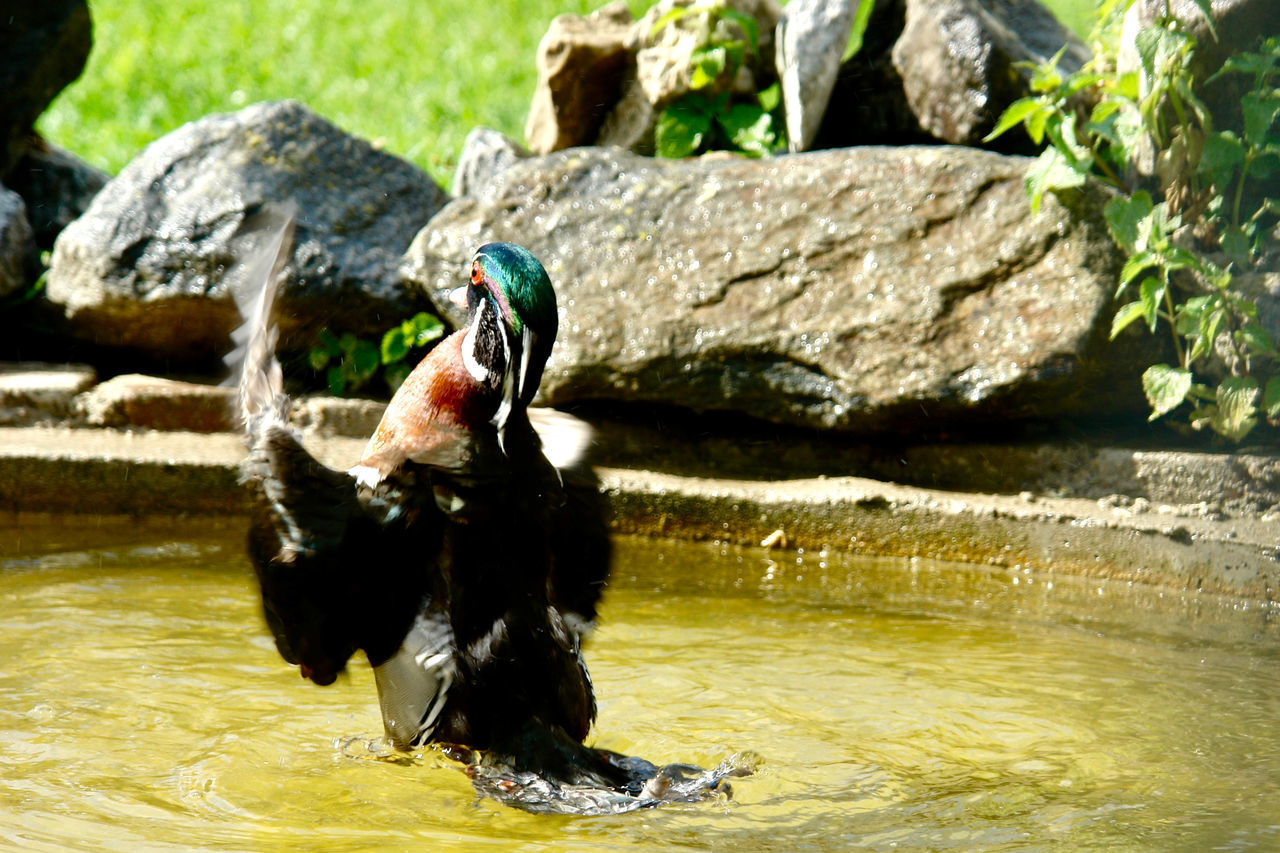 FULL LENGTH OF A BIRD ON ROCK