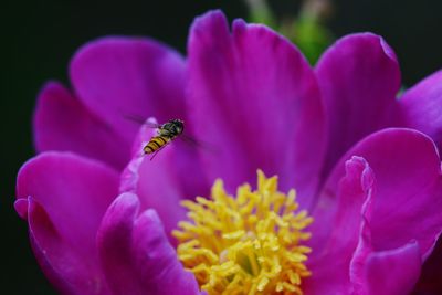 Close-up of bee on flower