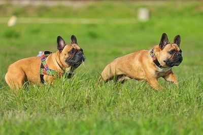 Dog relaxing on grassy field