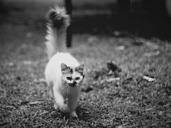 Portrait of cat on field