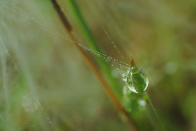 Close-up of water drops on leaf