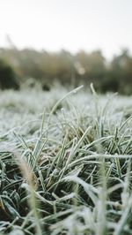 Close-up of grass on field during winter
