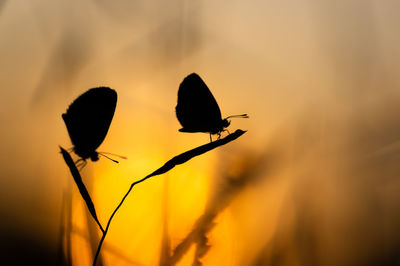 Close-up of silhouette butterflies on plant during sunset 