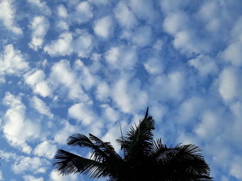 Low angle view of palm tree against sky