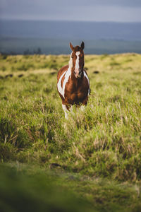 Horse standing proud in a meadow