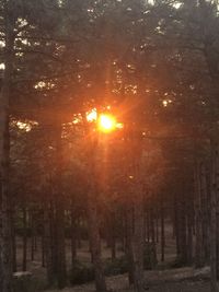 Sunlight streaming through trees in forest during sunset