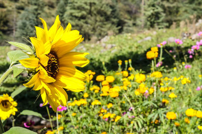 Close-up of yellow cosmos flowers blooming in field