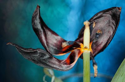 Close-up of wilting tulip