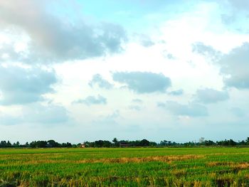 Scenic view of agricultural field against sky