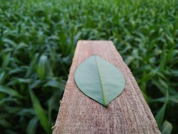 High angle view of heart shape on wood