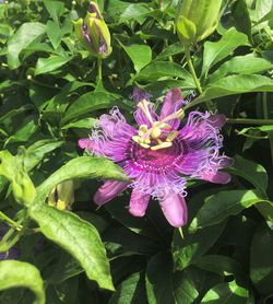 Close-up of passion flower blooming outdoors