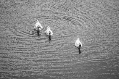 High angle view of swans swimming in lake