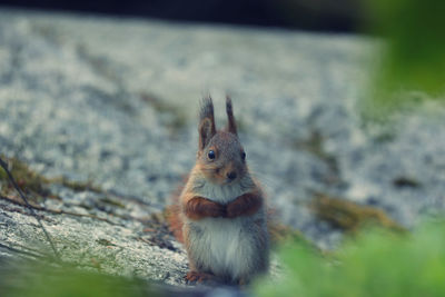 Close-up of squirrel