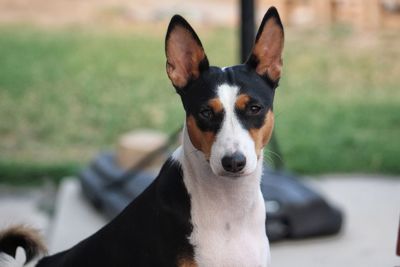 Close-up portrait of a dog