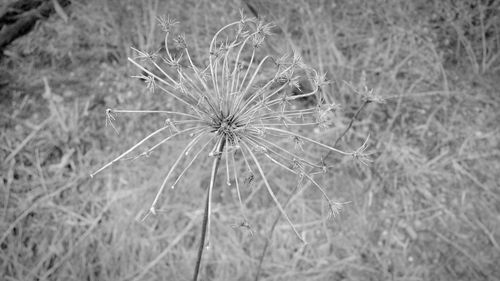 Close-up of plant growing on field