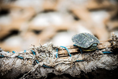 Close-up of turtle