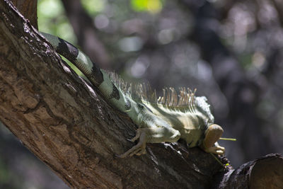 Close-up of lizard on tree trunk