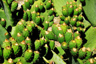 Full frame shot of cactus