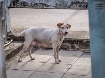 Portrait of dog standing on footpath