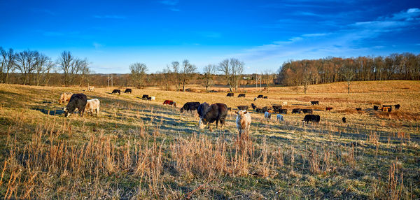 Hay bales in a field