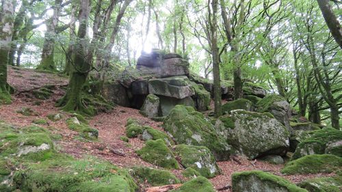 Rocks and trees in forest