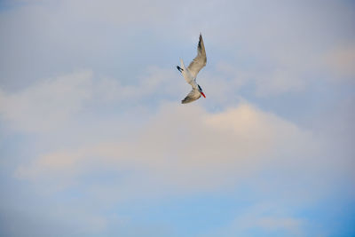 Low angle view of bird flying against sky