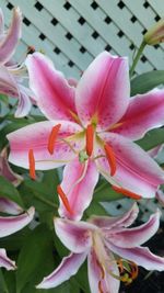 Close-up of pink day lily blooming outdoors