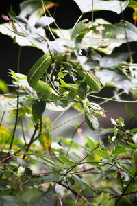 Close-up of fresh green plant