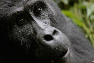 Close-up of gorilla looking away