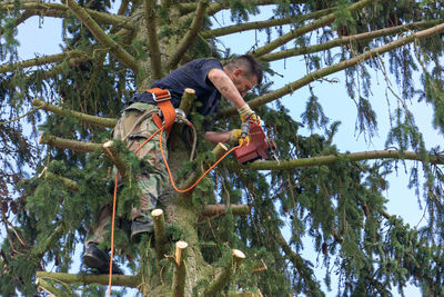 Low angle view of man cutting tree with chainsaw in forest