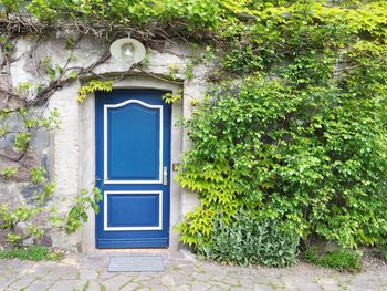 Exterior of ivy covered house