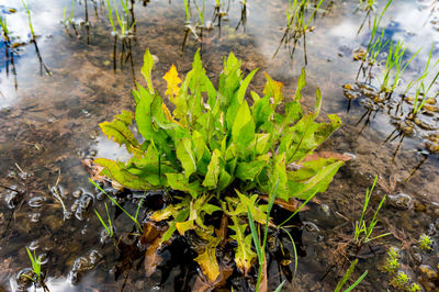 High angle view of plants growing on field