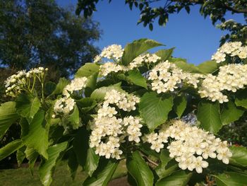 Low angle view of fresh flowers against sky