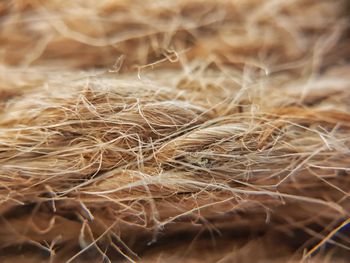 Full frame shot of dried plant