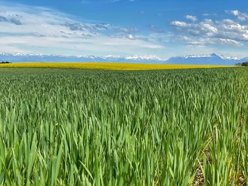 Scenic view of agricultural field against sky