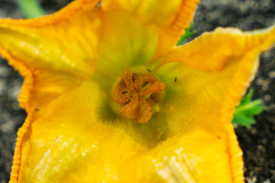 Close-up of yellow flowering plant