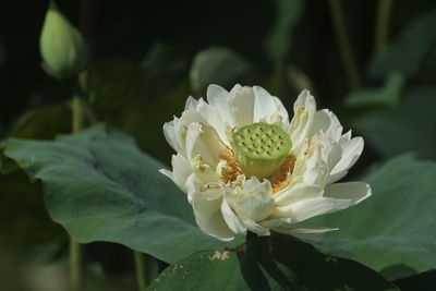 Close-up of white lotus flowering plant