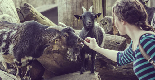 Side view of young woman feeding goat