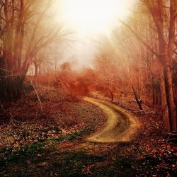 Road passing through forest