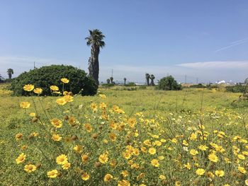 Scenic view of flowering plants on field against sky